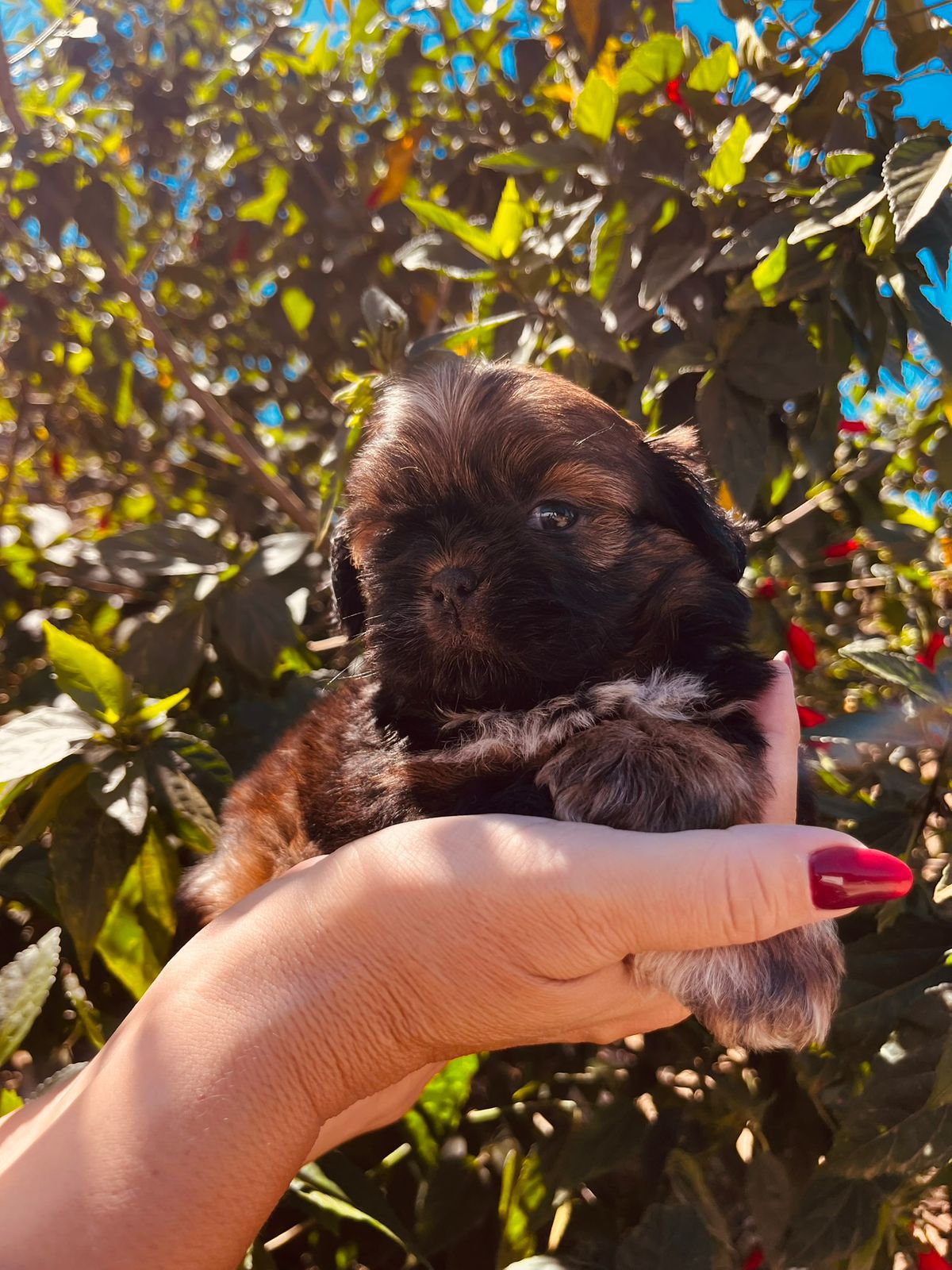 Filhote Shihtzu macho · SHI-26-19